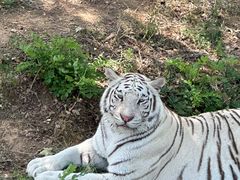 -石家庄市动物园