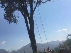 -大树秋千