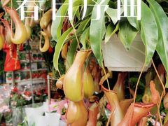 -溪岸路花鸟市场