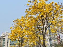 -洲头咀公园