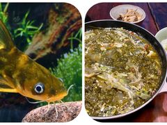 -胖大姐黄辣丁鱼庄(新津店)