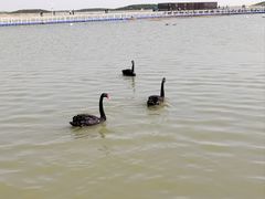 -南大港湿地风景区