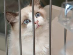 -唐小姐の私宠·宠物洗护美容·撸猫馆·购宠(周浦万达旗舰店)