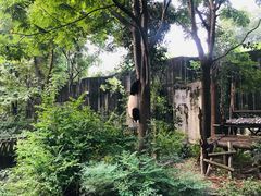 景点-成都大熊猫繁育研究基地