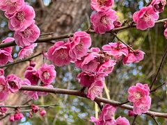 -上房园艺·梦花源