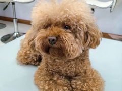 -翊宠yipet猫狗购宠庄园犬舍•猫舍