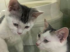 -糯米喵星人·撸猫猫舍咖啡馆(西市场嘉华店)