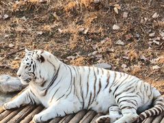 -石家庄市动物园