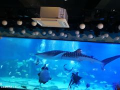 -烟台海昌鲸鲨海洋公园