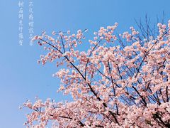 -顾村公园
