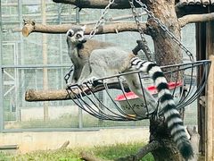 -石家庄市动物园