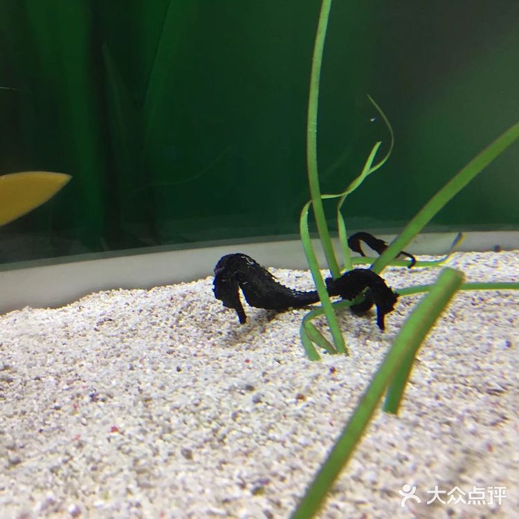 大阪海游馆不可错过