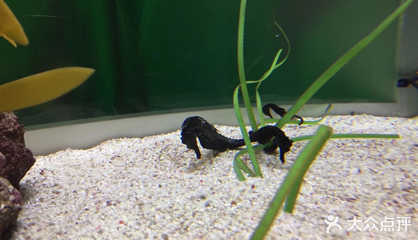 大阪海游馆不可错过