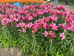 -径山花海