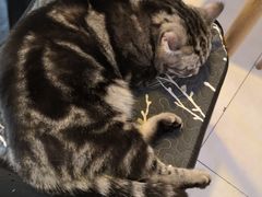 -平行世界·猫咖(首经贸店)