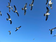 -海驴岛(荣成市)