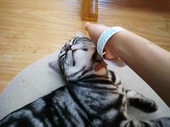-猫和宫(六道口店)