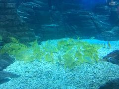 -烟台海昌鲸鲨海洋公园