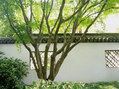 -上海醉白池公园