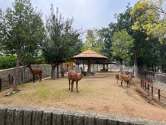 -石家庄市动物园