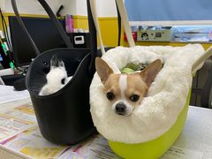 -瑞派·爱瑞可动物医院·口腔专科(广华新城分院)