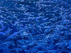 -海合安武汉极地海洋公园