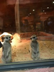 -酷嗒动物文化乐园(cutezoo西溪乐天城店)