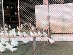 -绵阳人民公园(涪城区)