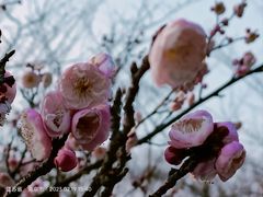 -梅花山(明孝陵内)
