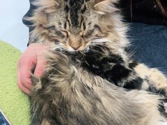 -COLOR PETS 撸猫馆·购猫·猫咖(长风大悦城店)