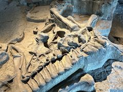 -自贡恐龙博物馆