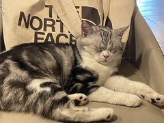 -遇见羊驼·奶狗咖·布偶猫咖·法斗柯基柴犬阿拉斯加(春熙路太古里IFS店)
