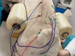 -西安京西宠物医院·瘫痪·疑难杂症