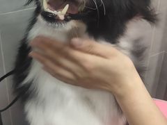 -宠福鑫康馨动物医院·骨科·眼科