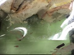 -Bread618面包生日蛋糕(欧亚商都店)