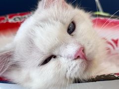 -平行世界·猫咖(首经贸店)