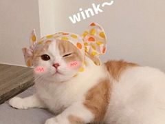 -喜茶(永旺梦乐城店)