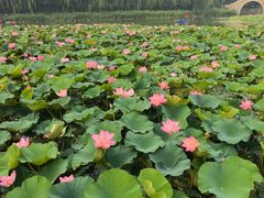 -莲花池公园