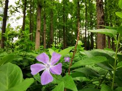 -新虹桥中心花园