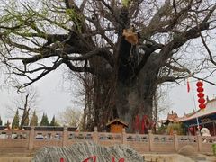 -大槐树寻根祭祖园