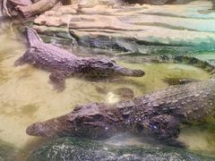 -正佳雨林生态植物园
