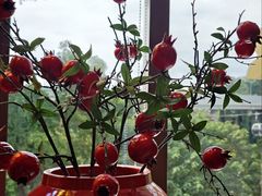 -点都德(广州白云山景区南门店)