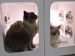 -BABIT巴比特宠物(MOMOPARK店)