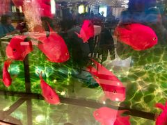 -上海老饭店(北京分店)