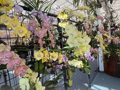 -上海鲜花港