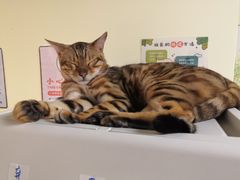 -猫和宫(六道口店)
