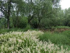 -永定河休闲森林公园