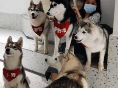 -Husky Go!哈士奇体验馆·宠物咖啡厅狗咖