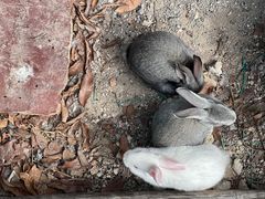 -溪悦渔庄(九龙湖店)