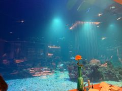 -海棠湾洲际-涛·海底餐厅·美人鱼·自助餐·海底隧道